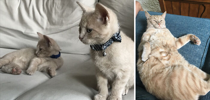 Pandas, Post A Picture Of When You Got Your Pet And Now (Closed) Pandas, Post A Picture Of When You Got Your Pet And Now (Closed)