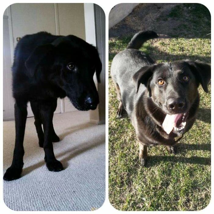 Pandas, Post A Picture Of When You Got Your Pet And Now (Closed) Pandas, Post A Picture Of When You Got Your Pet And Now (Closed)