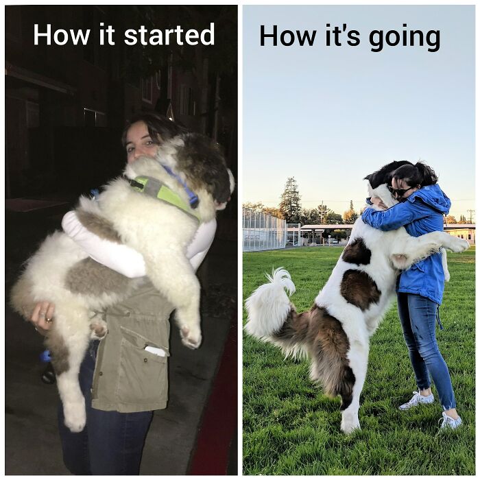 Pandas, Post A Picture Of When You Got Your Pet And Now (Closed)