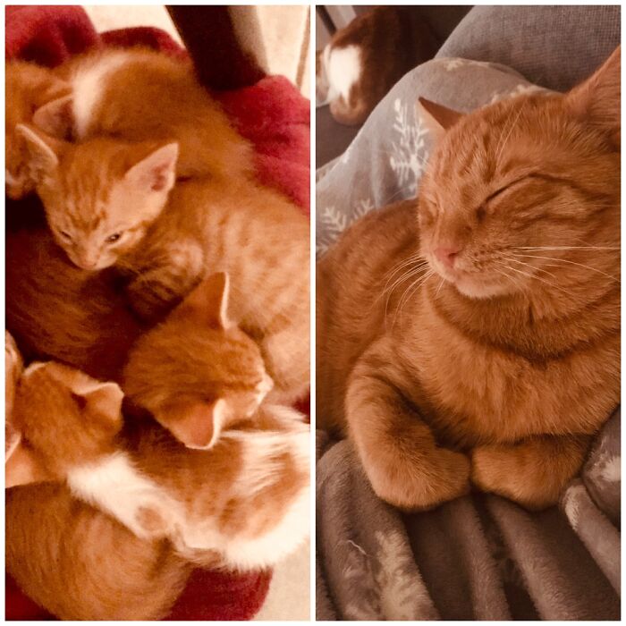 Pandas, Post A Picture Of When You Got Your Pet And Now (Closed) Pandas, Post A Picture Of When You Got Your Pet And Now (Closed)