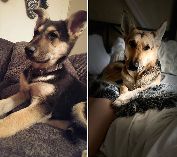 Pandas, Post A Picture Of When You Got Your Pet And Now (Closed) Pandas, Post A Picture Of When You Got Your Pet And Now (Closed)