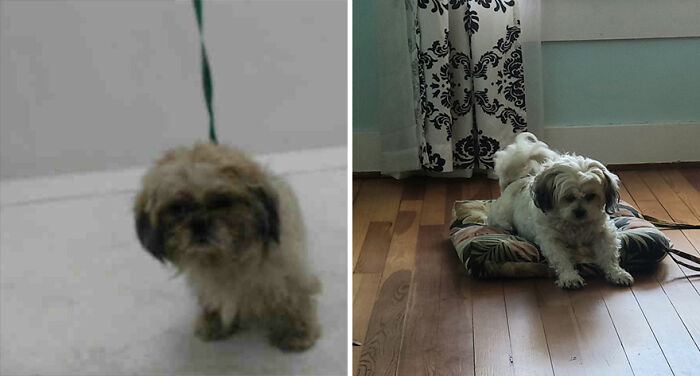 Pandas, Post A Picture Of When You Got Your Pet And Now (Closed) Pandas, Post A Picture Of When You Got Your Pet And Now (Closed)