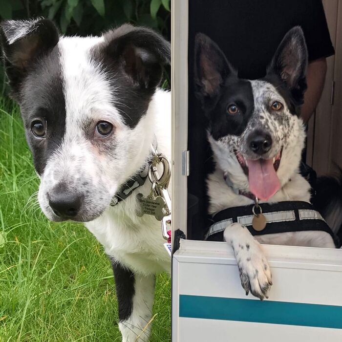 Pandas, Post A Picture Of When You Got Your Pet And Now (Closed) Pandas, Post A Picture Of When You Got Your Pet And Now (Closed)