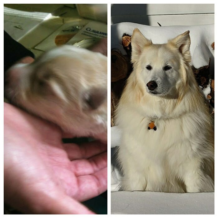 Pandas, Post A Picture Of When You Got Your Pet And Now (Closed)