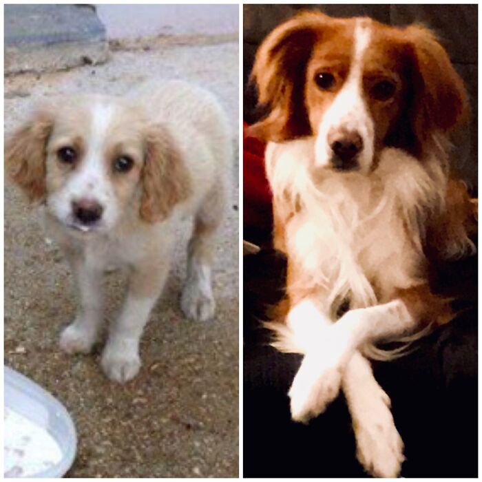 Pandas, Post A Picture Of When You Got Your Pet And Now (Closed) Pandas, Post A Picture Of When You Got Your Pet And Now (Closed)