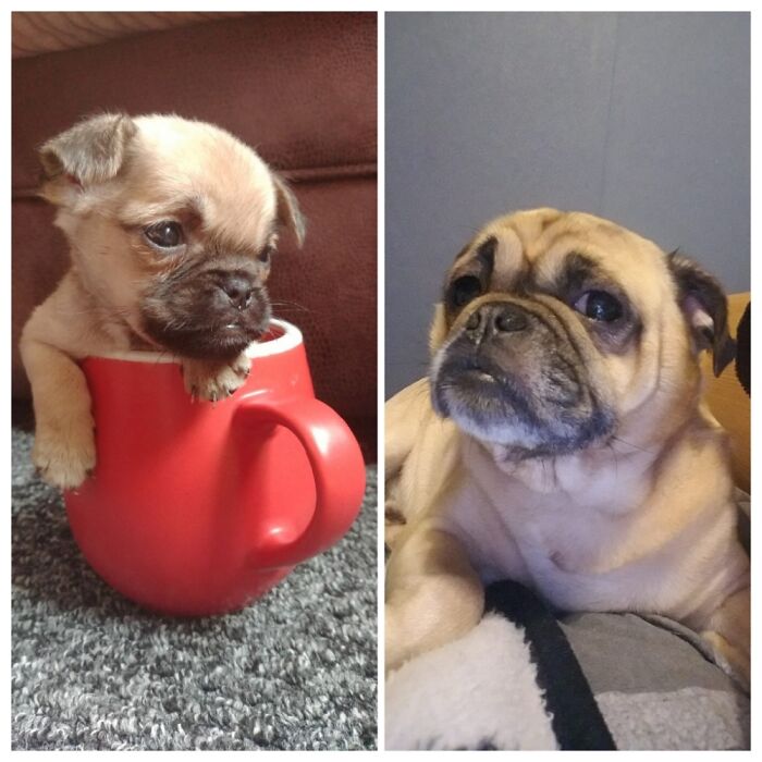 Pandas, Post A Picture Of When You Got Your Pet And Now (Closed) Pandas, Post A Picture Of When You Got Your Pet And Now (Closed)