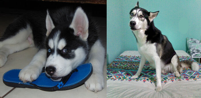 Pandas, Post A Picture Of When You Got Your Pet And Now (Closed) Pandas, Post A Picture Of When You Got Your Pet And Now (Closed)