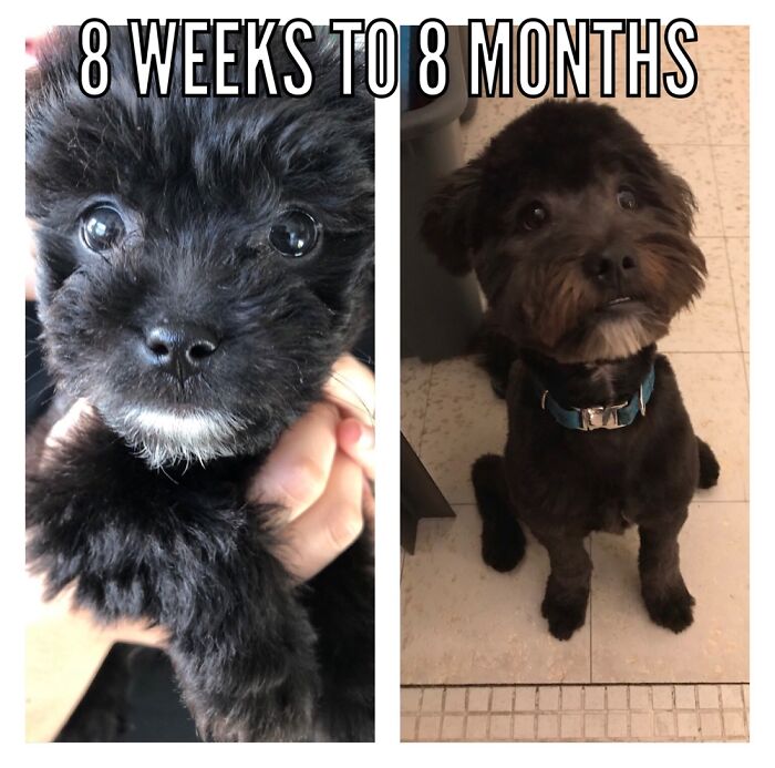 Pandas, Post A Picture Of When You Got Your Pet And Now (Closed)