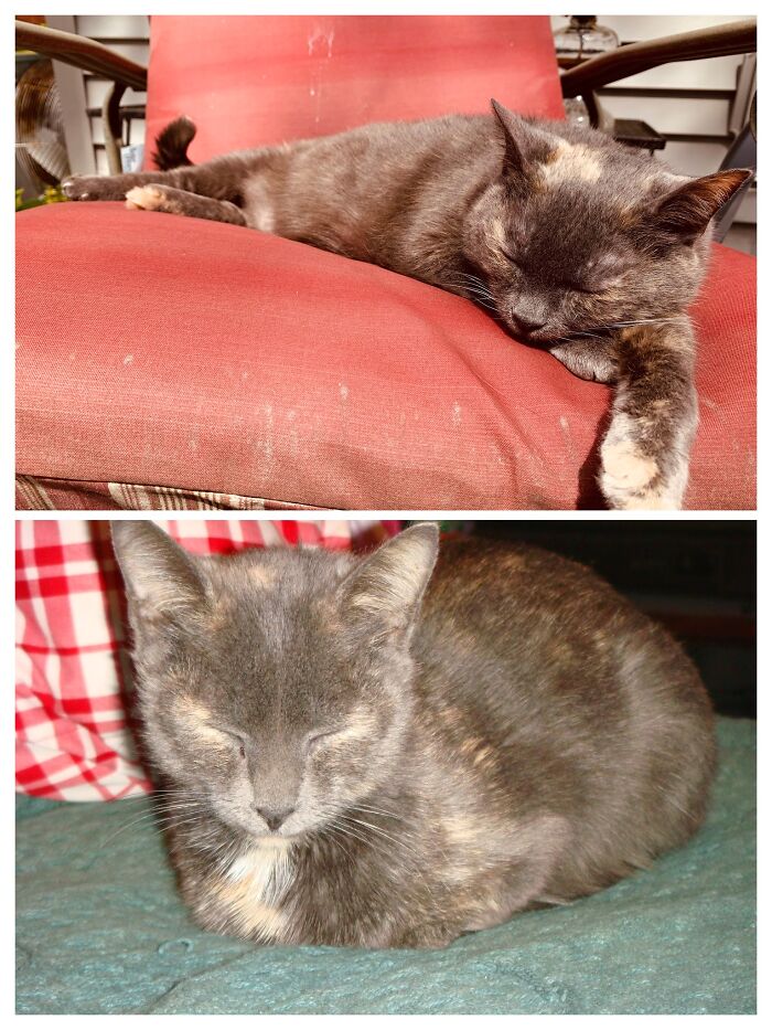 Pandas, Post A Picture Of When You Got Your Pet And Now (Closed) Pandas, Post A Picture Of When You Got Your Pet And Now (Closed)