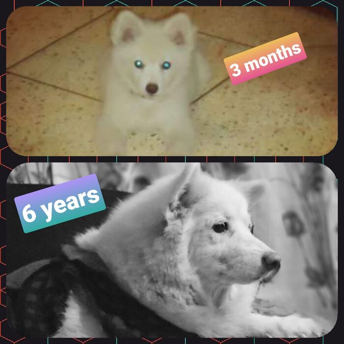 Pandas, Post A Picture Of When You Got Your Pet And Now (Closed) Pandas, Post A Picture Of When You Got Your Pet And Now (Closed)