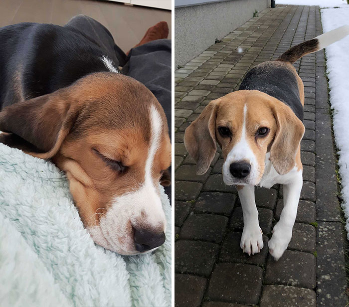 Pandas, Post A Picture Of When You Got Your Pet And Now (Closed) Pandas, Post A Picture Of When You Got Your Pet And Now (Closed)