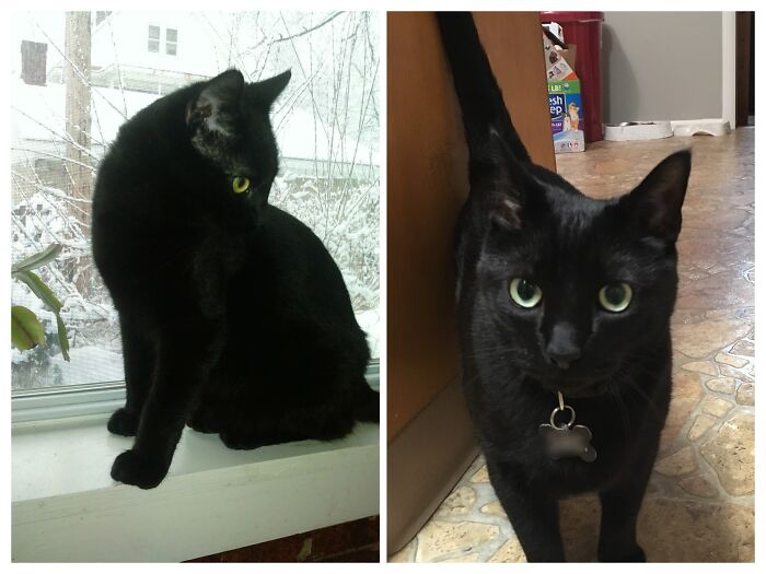 Pandas, Post A Picture Of When You Got Your Pet And Now (Closed) Pandas, Post A Picture Of When You Got Your Pet And Now (Closed)