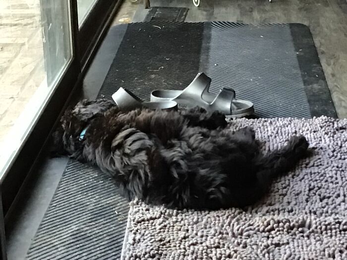 Pandas, Post A Picture Of When You Got Your Pet And Now (Closed) Pandas, Post A Picture Of When You Got Your Pet And Now (Closed)