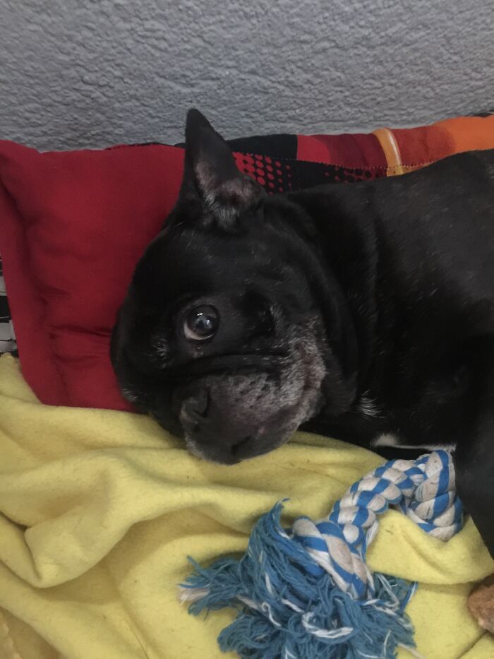 Pandas, Post A Picture Of When You Got Your Pet And Now (Closed) Pandas, Post A Picture Of When You Got Your Pet And Now (Closed)