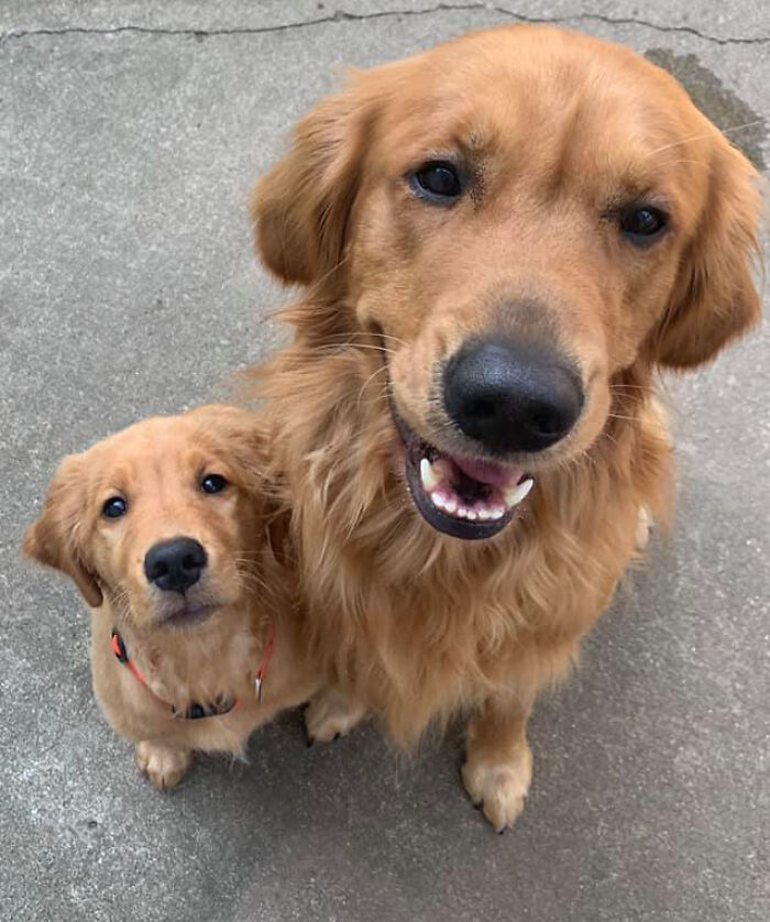 #ModelChallenge On Facebook Has People Sharing The Most Modelesque Pics Of Their Doggies (50 Pics) #ModelChallenge On Facebook Has People Sharing The Most Modelesque Pics Of Their Doggies (50 Pics)