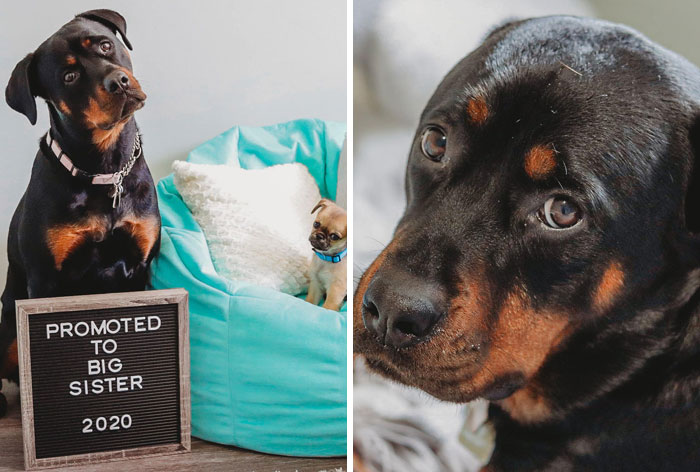 #ModelChallenge On Facebook Has People Sharing The Most Modelesque Pics Of Their Doggies (50 Pics) #ModelChallenge On Facebook Has People Sharing The Most Modelesque Pics Of Their Doggies (50 Pics)