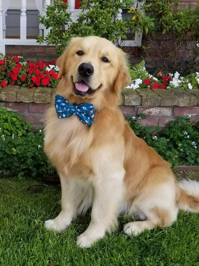 #ModelChallenge On Facebook Has People Sharing The Most Modelesque Pics Of Their Doggies (50 Pics) #ModelChallenge On Facebook Has People Sharing The Most Modelesque Pics Of Their Doggies (50 Pics)