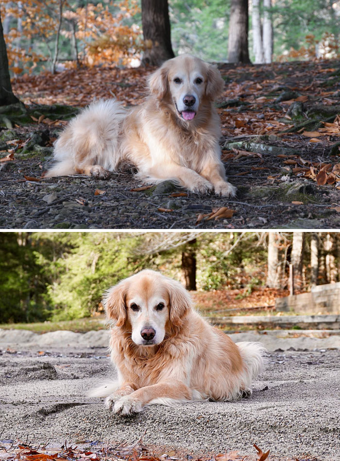 #ModelChallenge On Facebook Has People Sharing The Most Modelesque Pics Of Their Doggies (50 Pics) #ModelChallenge On Facebook Has People Sharing The Most Modelesque Pics Of Their Doggies (50 Pics)