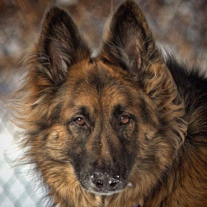 #ModelChallenge On Facebook Has People Sharing The Most Modelesque Pics Of Their Doggies (50 Pics) #ModelChallenge On Facebook Has People Sharing The Most Modelesque Pics Of Their Doggies (50 Pics)