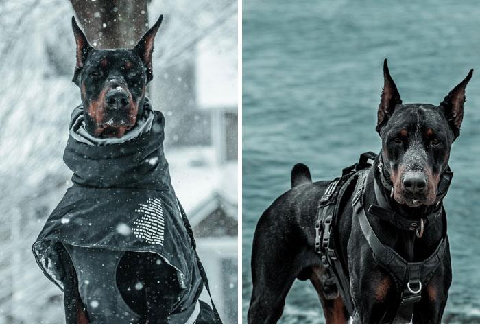 #ModelChallenge On Facebook Has People Sharing The Most Modelesque Pics Of Their Doggies (50 Pics) #ModelChallenge On Facebook Has People Sharing The Most Modelesque Pics Of Their Doggies (50 Pics)