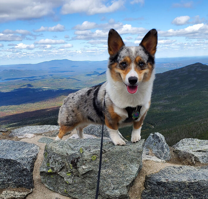 #ModelChallenge On Facebook Has People Sharing The Most Modelesque Pics Of Their Doggies (50 Pics) #ModelChallenge On Facebook Has People Sharing The Most Modelesque Pics Of Their Doggies (50 Pics)