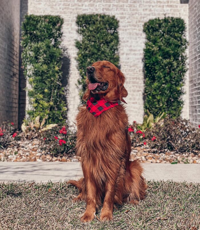 #ModelChallenge On Facebook Has People Sharing The Most Modelesque Pics Of Their Doggies (50 Pics) #ModelChallenge On Facebook Has People Sharing The Most Modelesque Pics Of Their Doggies (50 Pics)