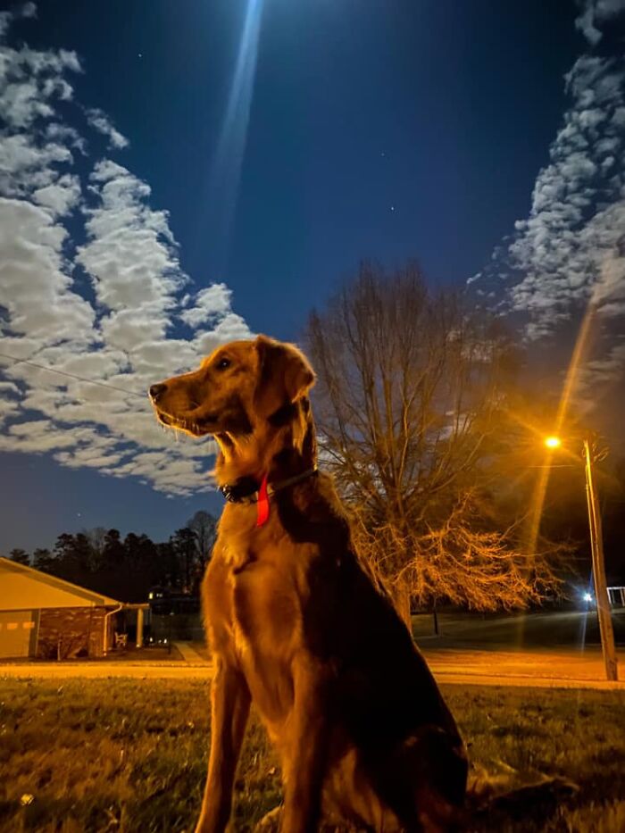 #ModelChallenge On Facebook Has People Sharing The Most Modelesque Pics Of Their Doggies (50 Pics) #ModelChallenge On Facebook Has People Sharing The Most Modelesque Pics Of Their Doggies (50 Pics)