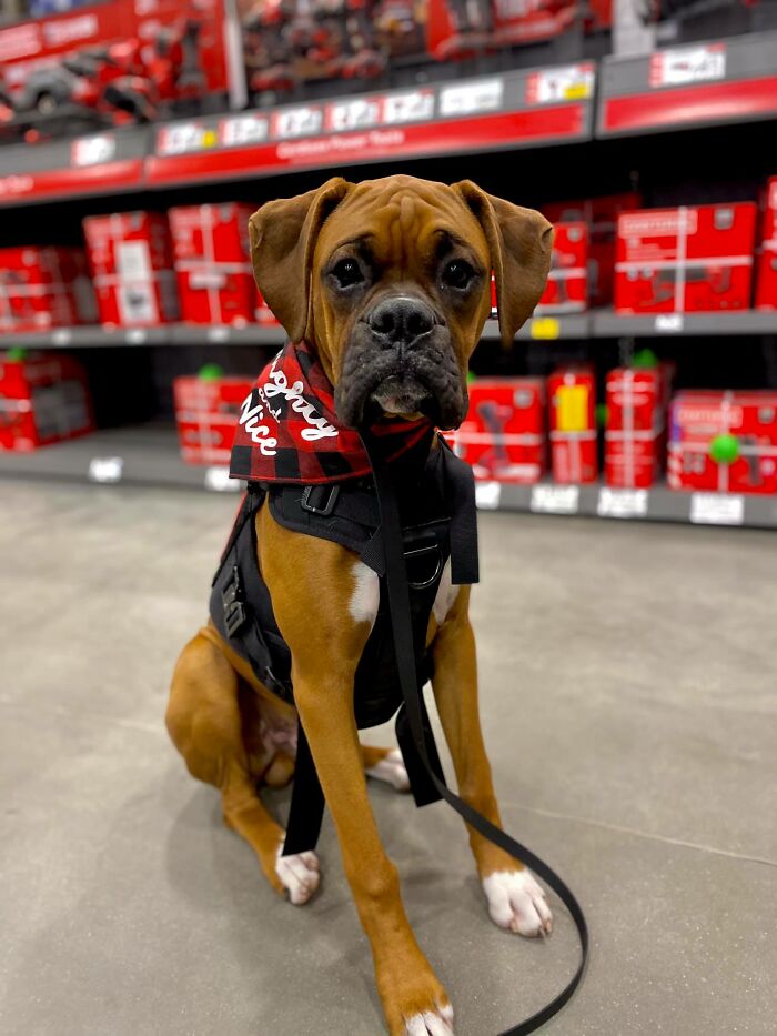 #ModelChallenge On Facebook Has People Sharing The Most Modelesque Pics Of Their Doggies (50 Pics) #ModelChallenge On Facebook Has People Sharing The Most Modelesque Pics Of Their Doggies (50 Pics)