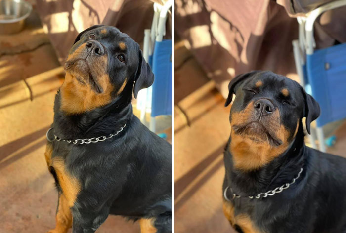 #ModelChallenge On Facebook Has People Sharing The Most Modelesque Pics Of Their Doggies (50 Pics) #ModelChallenge On Facebook Has People Sharing The Most Modelesque Pics Of Their Doggies (50 Pics)