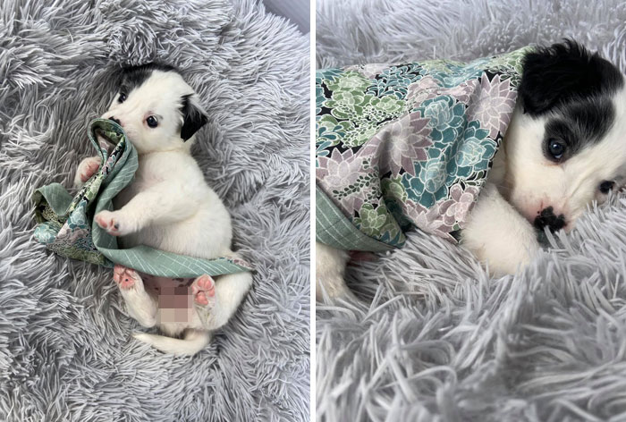 #ModelChallenge On Facebook Has People Sharing The Most Modelesque Pics Of Their Doggies (50 Pics) #ModelChallenge On Facebook Has People Sharing The Most Modelesque Pics Of Their Doggies (50 Pics)