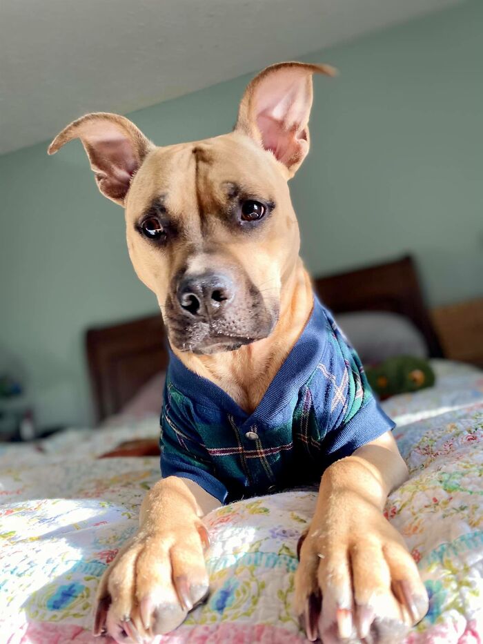 #ModelChallenge On Facebook Has People Sharing The Most Modelesque Pics Of Their Doggies (50 Pics) #ModelChallenge On Facebook Has People Sharing The Most Modelesque Pics Of Their Doggies (50 Pics)