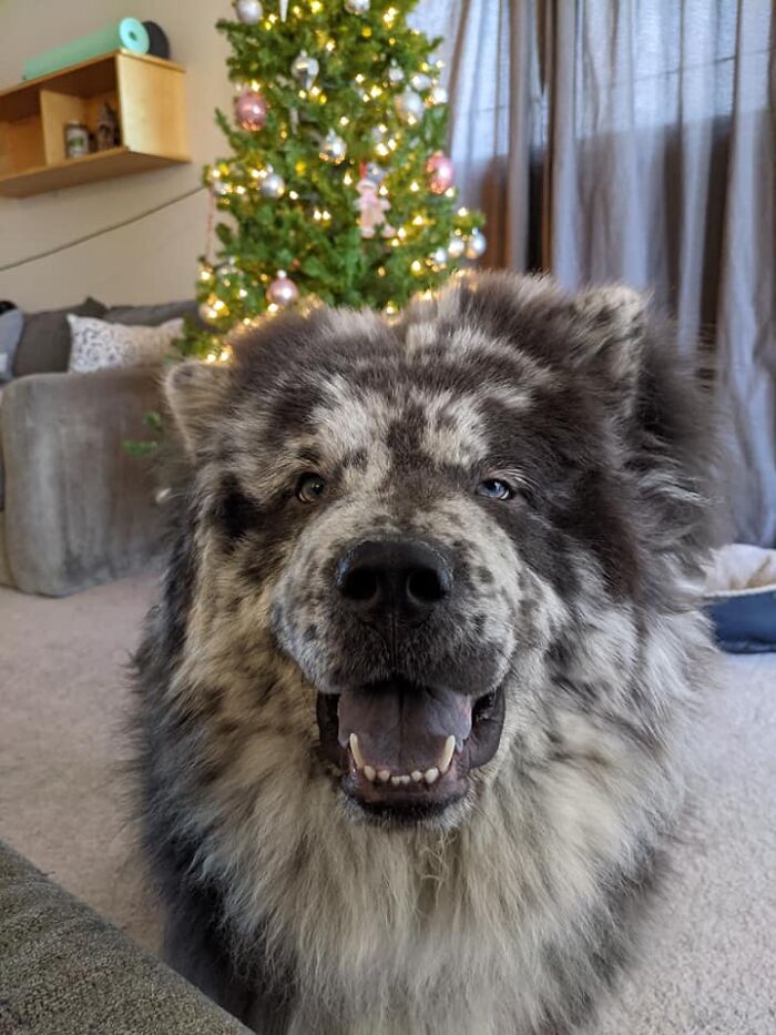 #ModelChallenge On Facebook Has People Sharing The Most Modelesque Pics Of Their Doggies (50 Pics) #ModelChallenge On Facebook Has People Sharing The Most Modelesque Pics Of Their Doggies (50 Pics)