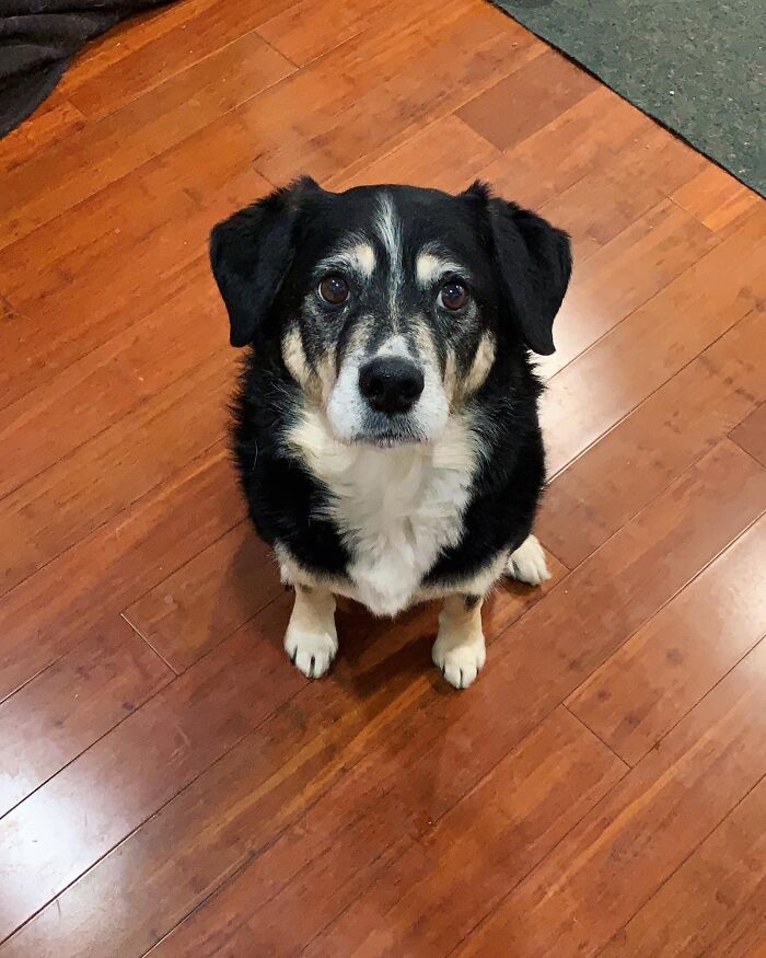 #ModelChallenge On Facebook Has People Sharing The Most Modelesque Pics Of Their Doggies (50 Pics) #ModelChallenge On Facebook Has People Sharing The Most Modelesque Pics Of Their Doggies (50 Pics)