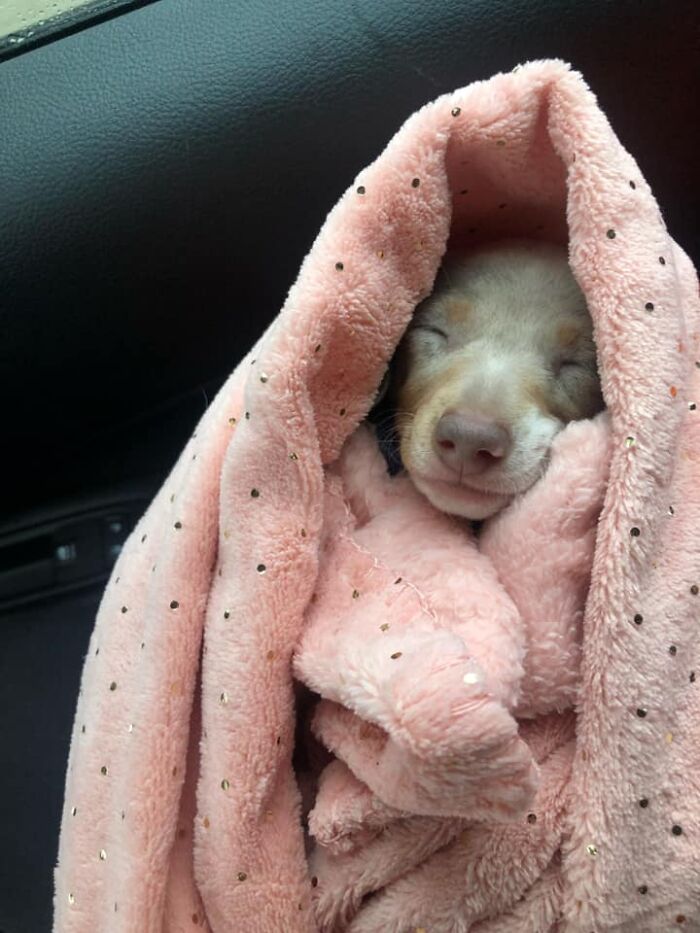 #ModelChallenge On Facebook Has People Sharing The Most Modelesque Pics Of Their Doggies (50 Pics) #ModelChallenge On Facebook Has People Sharing The Most Modelesque Pics Of Their Doggies (50 Pics)