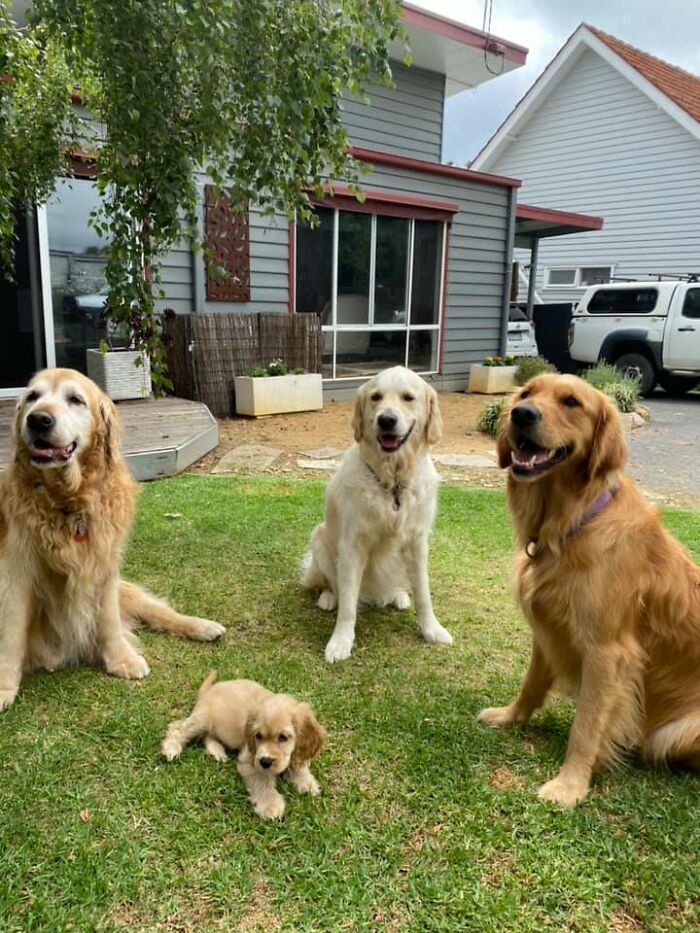 #ModelChallenge On Facebook Has People Sharing The Most Modelesque Pics Of Their Doggies (50 Pics) #ModelChallenge On Facebook Has People Sharing The Most Modelesque Pics Of Their Doggies (50 Pics)