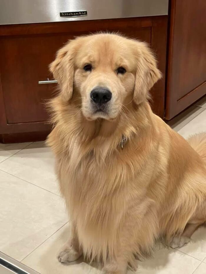 #ModelChallenge On Facebook Has People Sharing The Most Modelesque Pics Of Their Doggies (50 Pics) #ModelChallenge On Facebook Has People Sharing The Most Modelesque Pics Of Their Doggies (50 Pics)