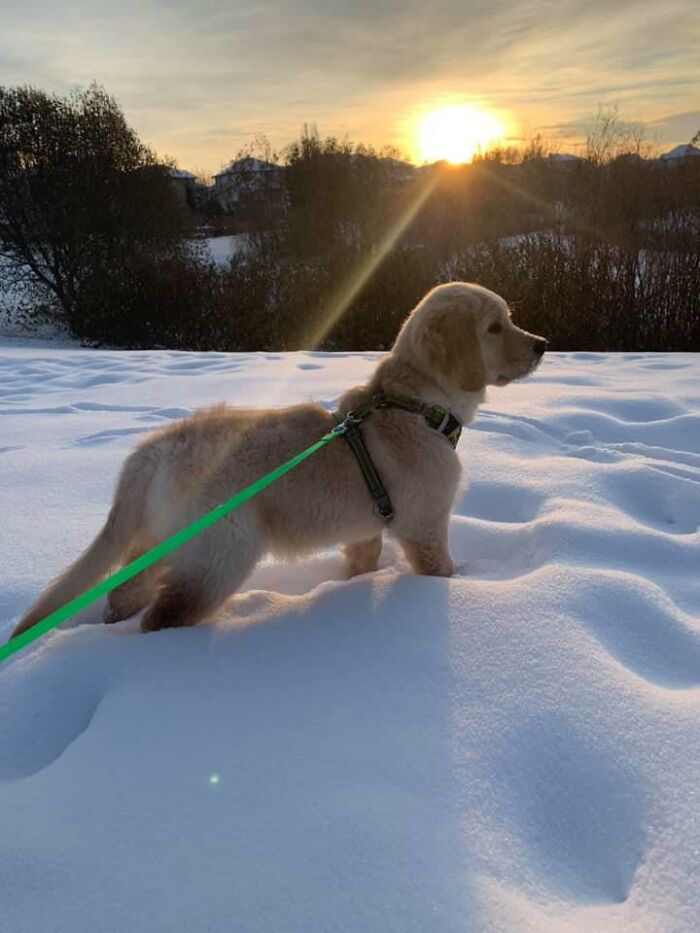 #ModelChallenge On Facebook Has People Sharing The Most Modelesque Pics Of Their Doggies (50 Pics) #ModelChallenge On Facebook Has People Sharing The Most Modelesque Pics Of Their Doggies (50 Pics)