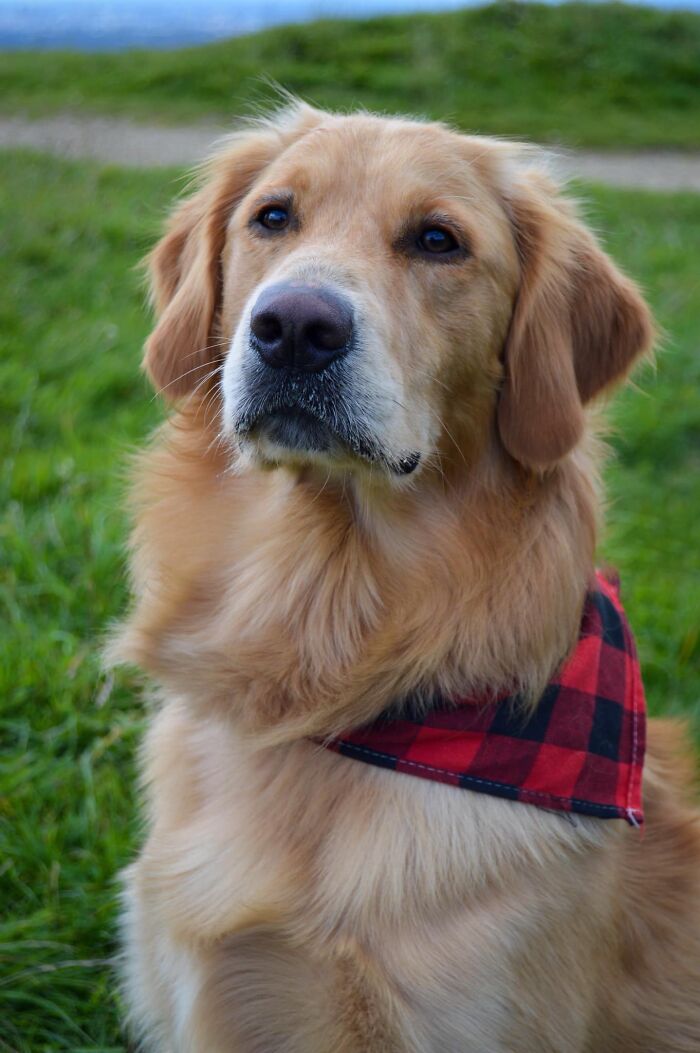 #ModelChallenge On Facebook Has People Sharing The Most Modelesque Pics Of Their Doggies (50 Pics) #ModelChallenge On Facebook Has People Sharing The Most Modelesque Pics Of Their Doggies (50 Pics)