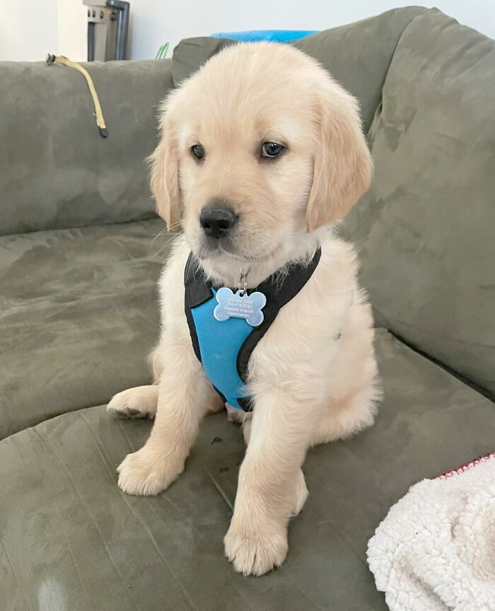 #ModelChallenge On Facebook Has People Sharing The Most Modelesque Pics Of Their Doggies (50 Pics) #ModelChallenge On Facebook Has People Sharing The Most Modelesque Pics Of Their Doggies (50 Pics)