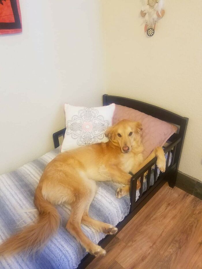 #ModelChallenge On Facebook Has People Sharing The Most Modelesque Pics Of Their Doggies (50 Pics) #ModelChallenge On Facebook Has People Sharing The Most Modelesque Pics Of Their Doggies (50 Pics)