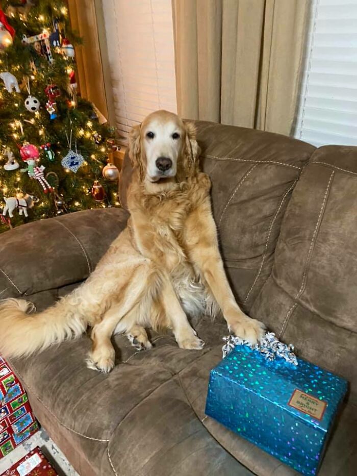 #ModelChallenge On Facebook Has People Sharing The Most Modelesque Pics Of Their Doggies (50 Pics) #ModelChallenge On Facebook Has People Sharing The Most Modelesque Pics Of Their Doggies (50 Pics)