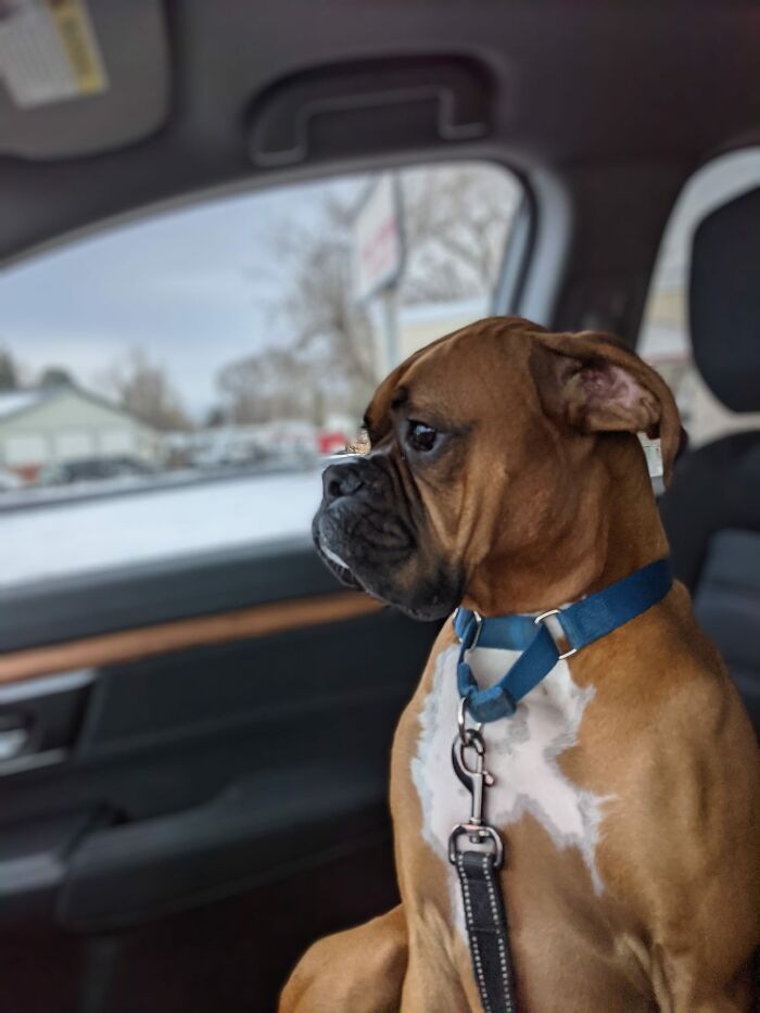 #ModelChallenge On Facebook Has People Sharing The Most Modelesque Pics Of Their Doggies (50 Pics) #ModelChallenge On Facebook Has People Sharing The Most Modelesque Pics Of Their Doggies (50 Pics)