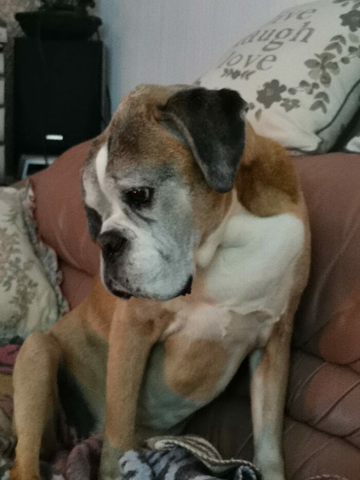 #ModelChallenge On Facebook Has People Sharing The Most Modelesque Pics Of Their Doggies (50 Pics) #ModelChallenge On Facebook Has People Sharing The Most Modelesque Pics Of Their Doggies (50 Pics)