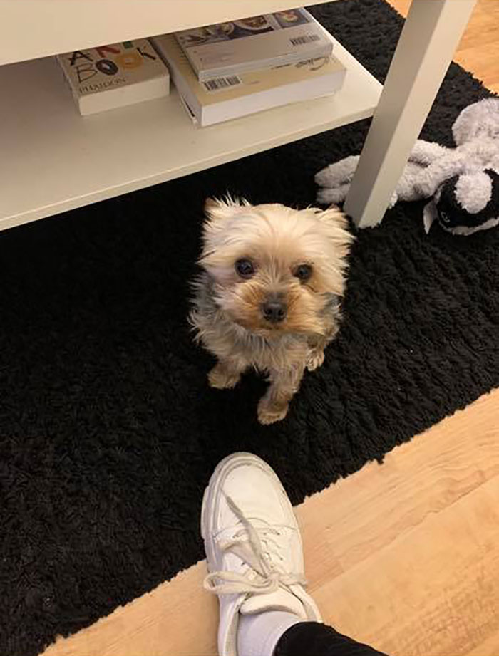 #ModelChallenge On Facebook Has People Sharing The Most Modelesque Pics Of Their Doggies (50 Pics) #ModelChallenge On Facebook Has People Sharing The Most Modelesque Pics Of Their Doggies (50 Pics)