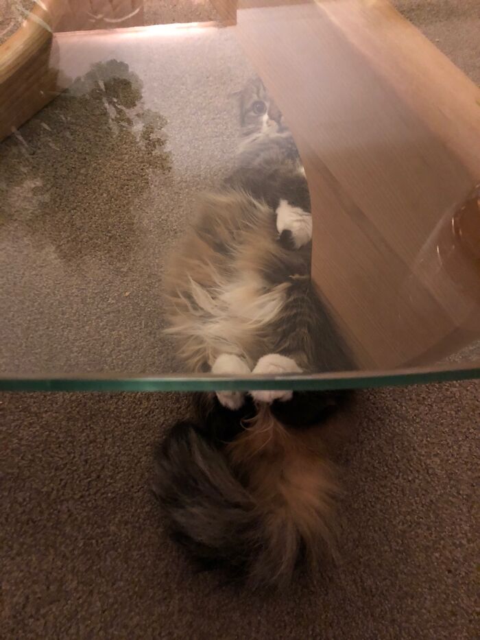 Hey Pandas, Post A Pic Of Your Pet Doing Something Odd Or Unusual (Closed) Hey Pandas, Post A Pic Of Your Pet Doing Something Odd Or Unusual (Closed)
