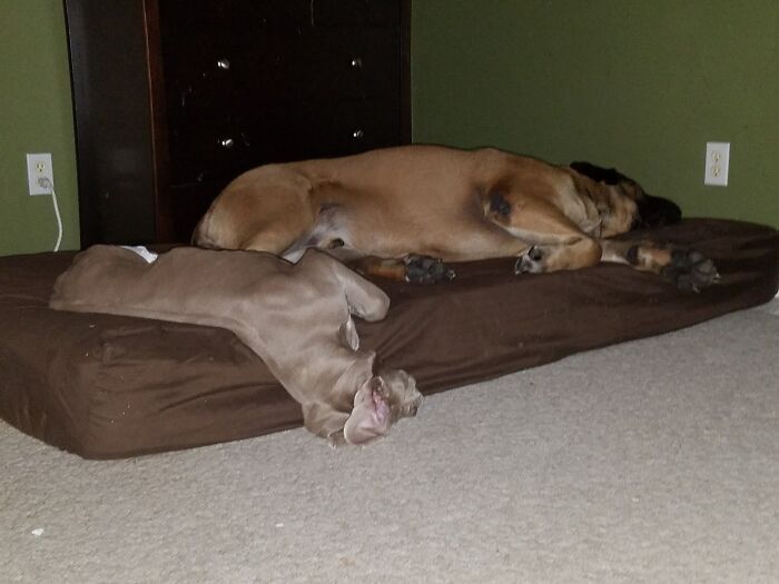 Hey Pandas, Post A Pic Of Your Pet Doing Something Odd Or Unusual (Closed) Hey Pandas, Post A Pic Of Your Pet Doing Something Odd Or Unusual (Closed)