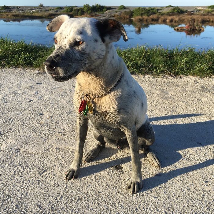 Hey Pandas, Post A Pic Of Your Pet Doing Something Odd Or Unusual (Closed) Hey Pandas, Post A Pic Of Your Pet Doing Something Odd Or Unusual (Closed)