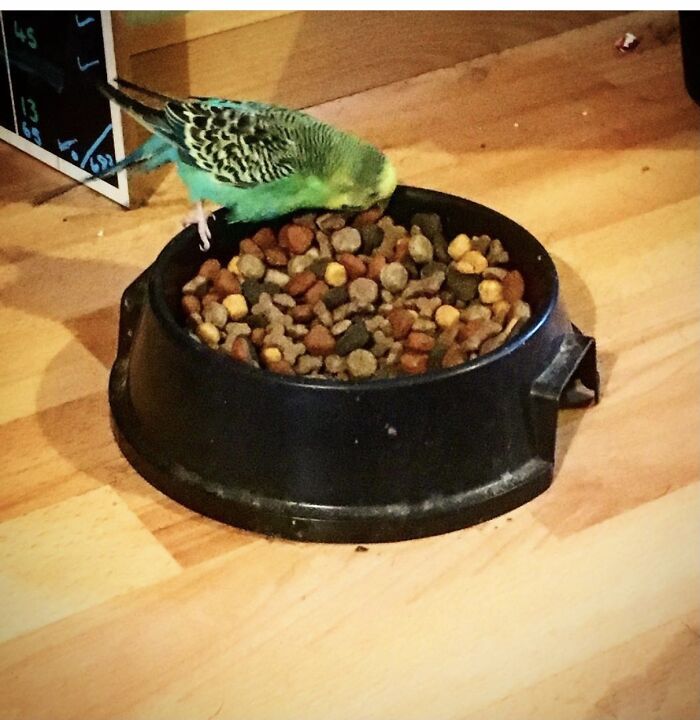 Hey Pandas, Post A Pic Of Your Pet Doing Something Odd Or Unusual (Closed) Hey Pandas, Post A Pic Of Your Pet Doing Something Odd Or Unusual (Closed)