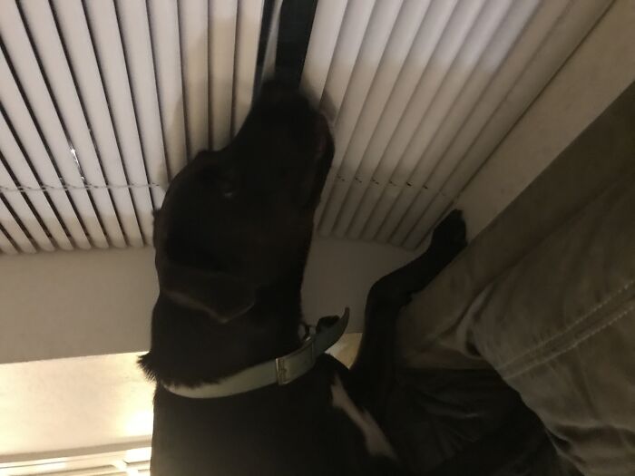 Hey Pandas, Post A Pic Of Your Pet Doing Something Odd Or Unusual (Closed) Hey Pandas, Post A Pic Of Your Pet Doing Something Odd Or Unusual (Closed)