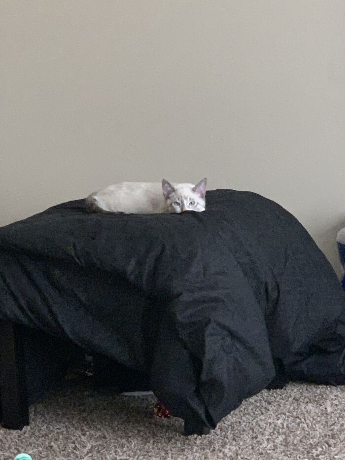 Hey Pandas, Post A Pic Of Your Pet Doing Something Odd Or Unusual (Closed) Hey Pandas, Post A Pic Of Your Pet Doing Something Odd Or Unusual (Closed)